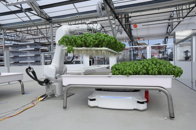 Robotska roka Ada preverja raven hranilnih snovi v vodi, robot Grover pa prenaša module z rastlinami, Kalifornija, ZDA, 15. september 2021. Foto: Nathan Frandino / Reuters