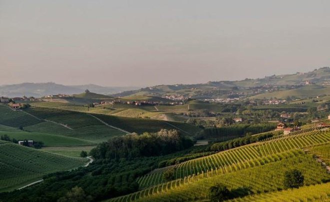 Vinogradi v regiji Piemont. Fopto: Luxury Launches