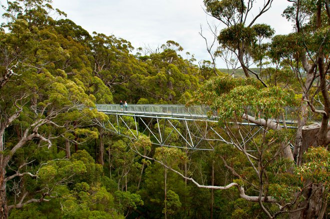 Dolina velikanov, Avstralija. Foto: Shutterstock
