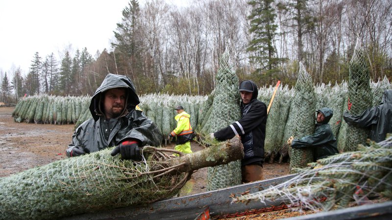 Fotografija: Pripravljanje božičnih dreves, Kanada. Foto: Christinne Muschi / Reuters
