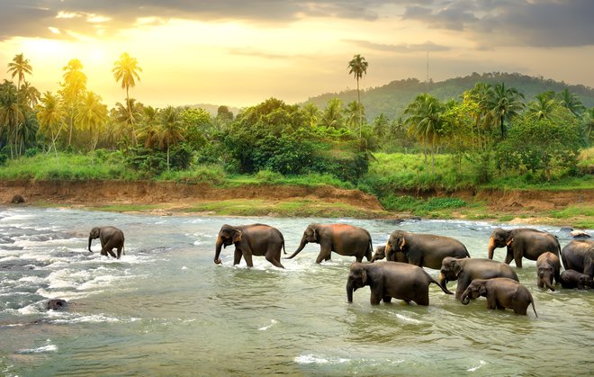 Sloni, Šrilanka. Foto: Shutterstock
