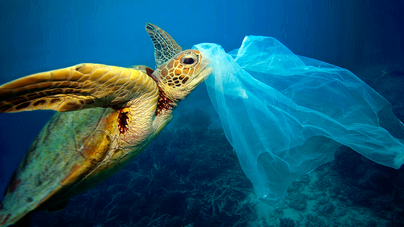 Fotografija: Plastične vrečke močno obremenjujejo oceane. Foto: Troy Mayne
