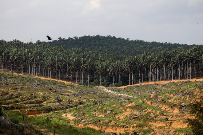 Zaradi plantaž palmovega olja izginja tudi tropski gozd. Foto: Edgar Su/Reuters
