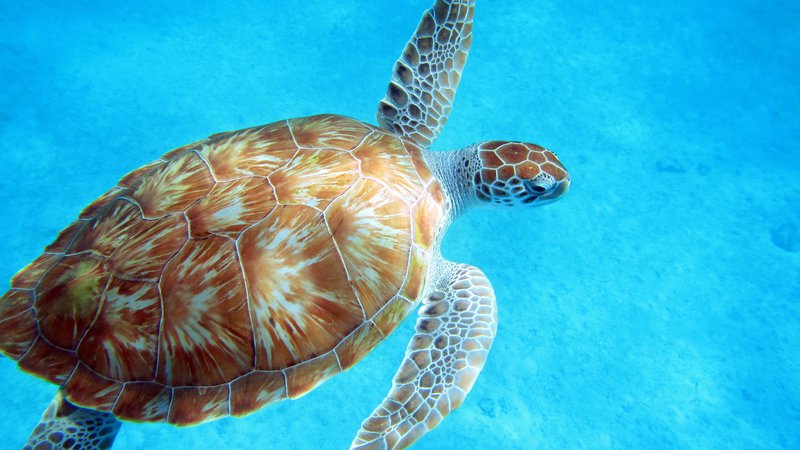 Fotografija: Želva, Barbados. Foto: Shutterstock
