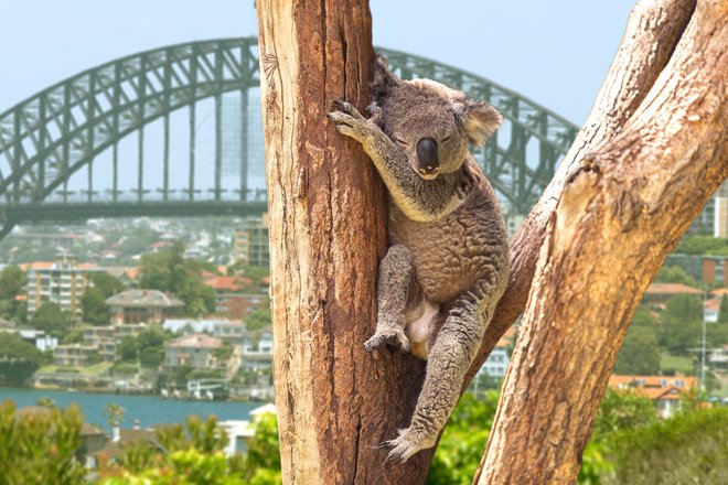 Koala, Avstralija. Foto: Shutterstock
