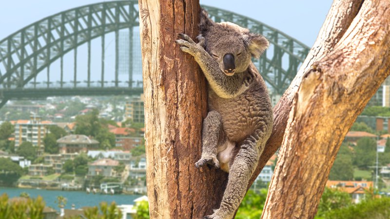 Fotografija: Koala, Avstralija. Foto: Shutterstock
