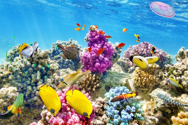 Avstralski veliki koralni greben je tik pod gladino in zato barvit in pisan. Foto: VitalyEdush/Getty Images/iStockphoto
