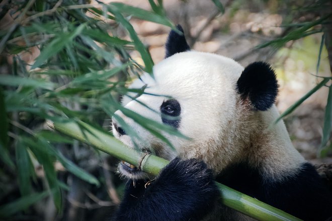 Chengdu na Kitajskem, ima raziskovalno bazo za vzrejo velikih pand. Foto: Pixabay.
