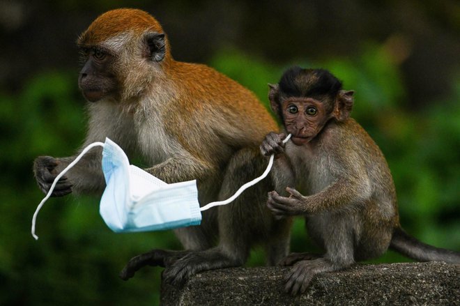 Makaki predstavljajo rod družabnih opic starega sveta. Foto: Mohd Rasfan / AFP
