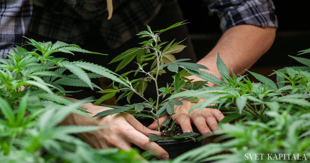 Une usine de cannabis d’une valeur de 11 millions d’euros est prévue à Komenda