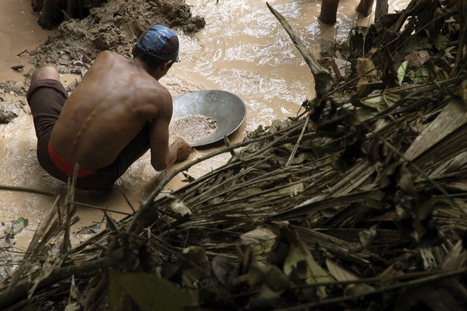 Nezakonito rudarjenje zlata naj bi lani izbrisalo 125 kvadratnih kilometrov brazilske Amazonije. Foto: Paulo Santos / Reuters
