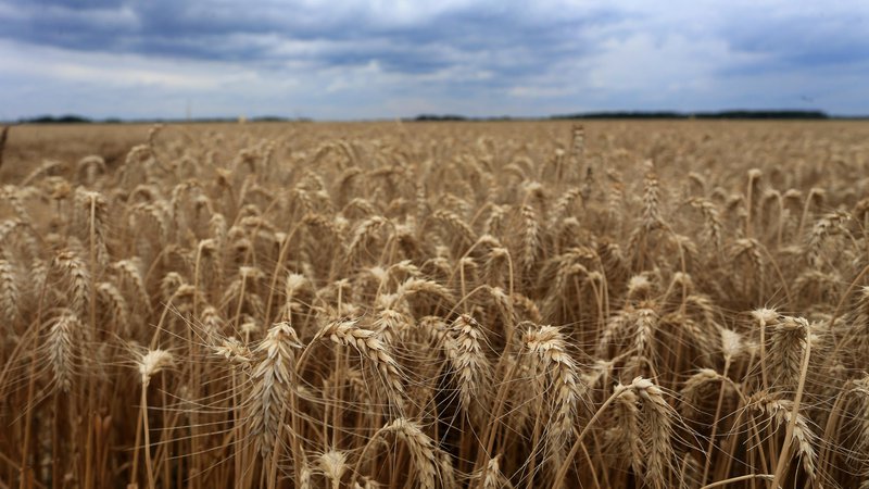 Fotografija: Pšenica. Foto: Tadej Regent/Delo
