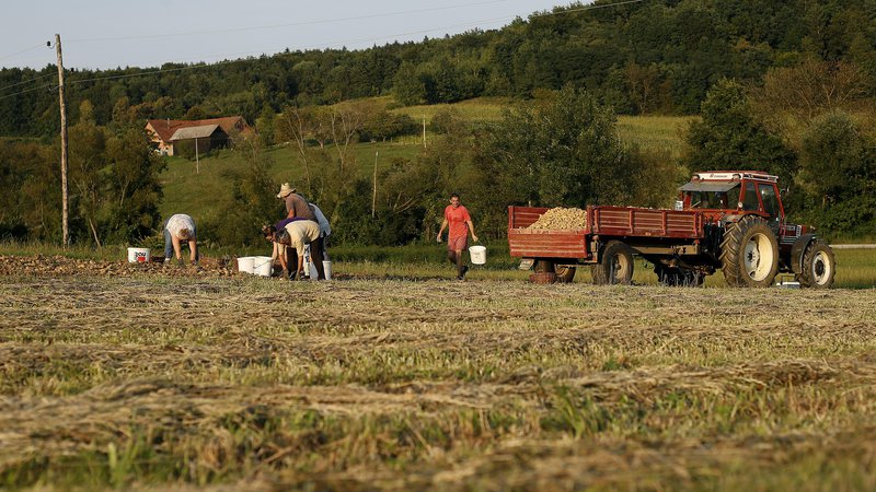 Fotografija: Kmetijstvo. Foto: Blaž Samec/Delo
