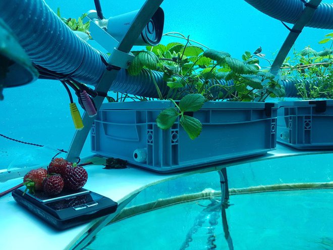 Pod vodo med drugim uspevajo tudi jagode. Foto: Nemo's Garden.
