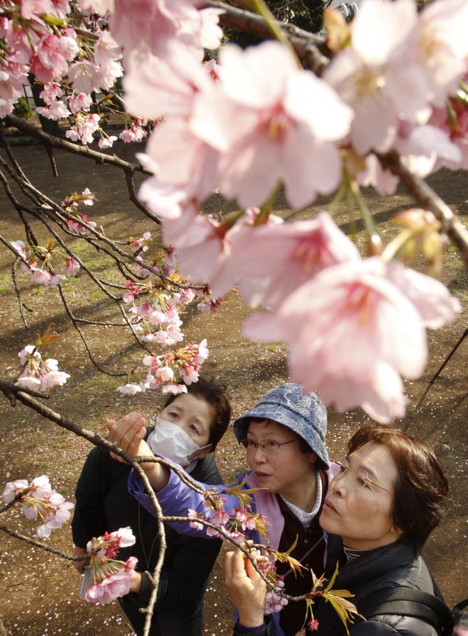 Slavni japonski češnjevi cvetovi. Foto: YURIKO NAKAO/REUTERS
