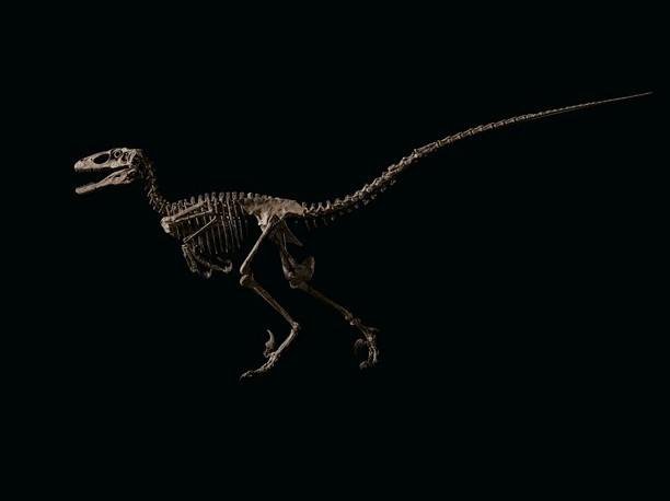 Okostje dinozavra, ki je bil prodan na dražbi. Foto: Christie's
