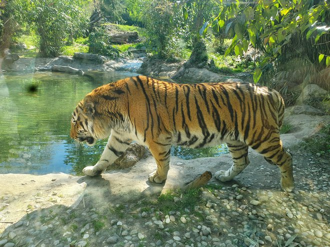 Živali, ki se rade hladijo v vodi, med drugimi so to so medved, tiger, lev in kapibara, imajo v ogradah naravne bajerje. FOTO: Zoo Ljubljana
