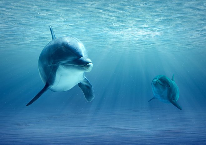 Različni primati se oglašajo z alarmnimi klici, ki se razlikujejo glede na plenilca; delfini se med seboj nagovarjajo z značilnimi žvižgi FOTO: Delo
