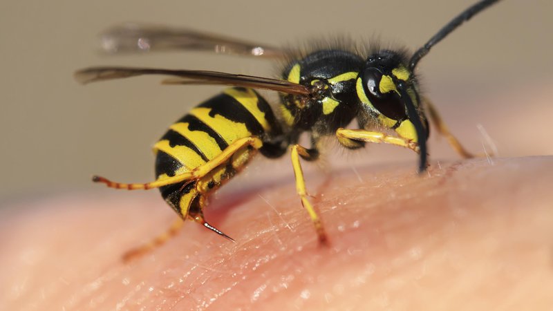 Fotografija: Če ugotovimo, da žuželke čutijo bolečino, ali jih lahko res še naprej obravnavamo tako kot jih? FOTO: Delo
