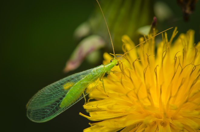 Insekti verjetno čutijo bolečino, kar ima velike posledice za naše ravnanje z njimi FOTO: Delo
