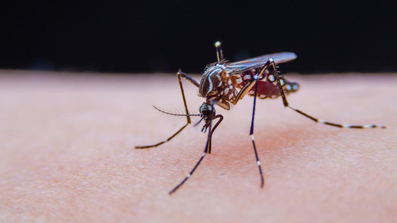 Fotografija: Samice komarjev v življenju izležejo 50 do 500 jajčec, odvisno od vrste. FOTO: Delo
