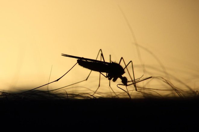 Zdi se, da je komarjev vsako leto več. FOTO: Delo
