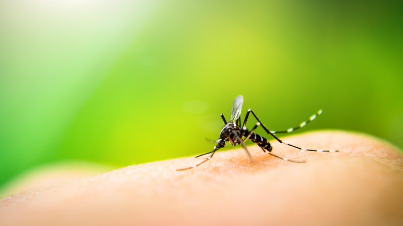 Fotografija: Malarija je bolezen zaradi katere je leta 2020 umrlo 627.000 ljudi. FOTO: Delo
